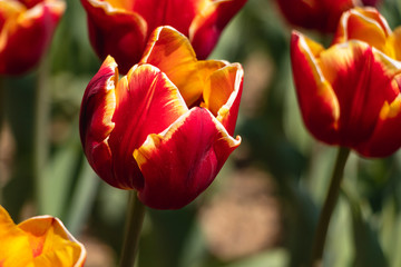 Fototapeta premium red tulips swaying in the spring breeze