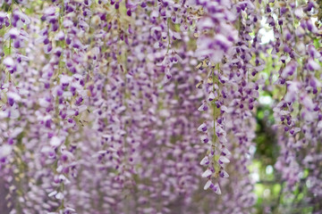Selective focus of beautiful colorful flowers with summer bokeh background.vintage color style.