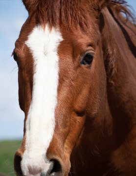 Close Up of the head of a Chestnut Horse with White Blaze looking at the camera