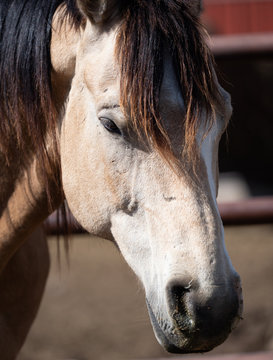 picture Buckskin Horse Face https stock adobe com images close up of the head of a buckskin horse with brown mane falling between its eyes 340470985 start checkout 1 content id 340470985