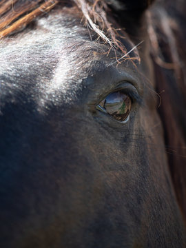 Extreme Close Up of Dark Brown Horse