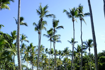 Fototapeta na wymiar Palm trees in a blue sky day