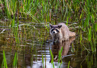 Racoon Looking Sad In Flood Waters © Thomas