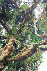 close up old tree trunks in the forest