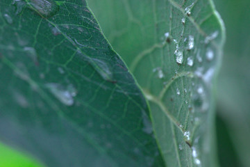 hojas de planta mojadas por la lluvia