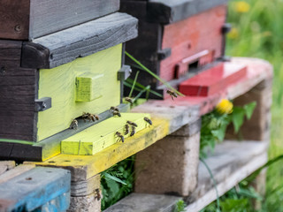 Bienenkästen bei Sonnenuntergang