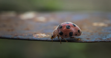 Macro Image of Cute Ladybird crawling alone