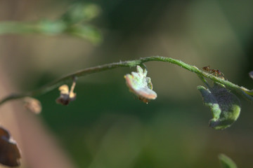 hormiga en planta