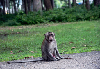 Asian male monkey, The monkey sits on a concrete road and has a forest in the back