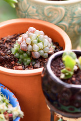 Close Up Haworthia Succulent Plant In Flower Pot. Haworthia delightful little succulent, very attractive small houseplant. Selective focus.