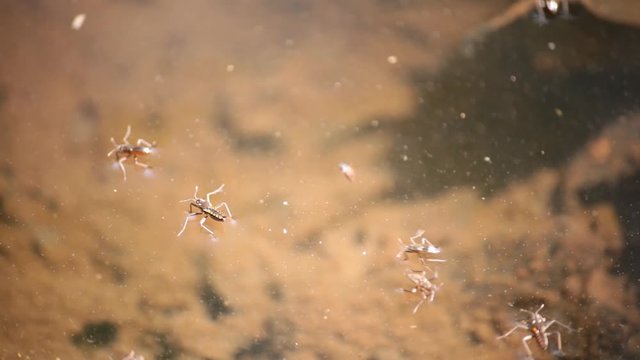 A group of water insects moving on a brwon river surface.
