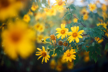 Close-up of beautiful Mexican in nature background