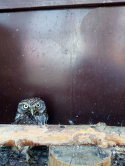 An angry owl looks out from behind a log