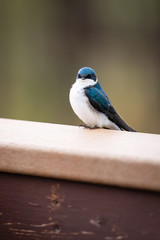 Tree Swallow