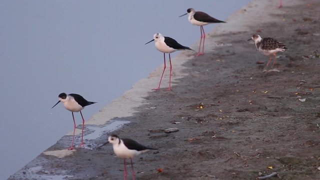beautiful wader bird walks and eating in the lake