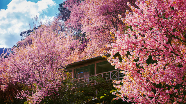 mountain village with Beautiful  Pink Cherry Blossom on nature background , Sakura flower blooming , khun chang kian , Chiangmai , Thailand