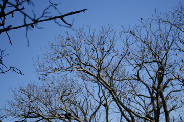 Obraz premium Tree branches full of birds against blue sky