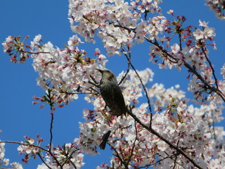 cherry blossom and a little bird bulbul in Japan