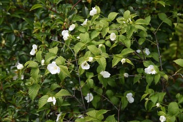 Fototapeta na wymiar Rhodotypos scandens (Jet bead) blossoms / Rosaceae deciduous shrub.
