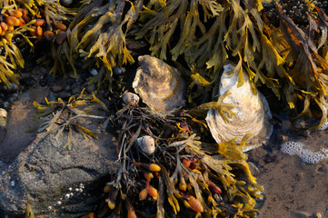 Oysters snails and bladder wrack clinging to rocks at low tide sunset at Port Hood Nova Scotia © Reimar