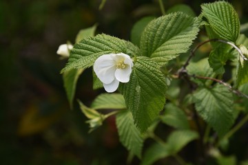 Rhodotypos scandens (Jet bead) blossoms / Rosaceae deciduous shrub.