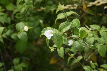 Obraz premium Rhodotypos scandens (Jet bead) blossoms / Rosaceae deciduous shrub.
