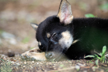 Sleeping puppy, portrait of a dog