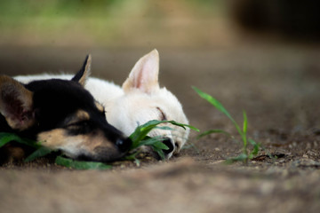 Sleeping puppy, portrait of a dog