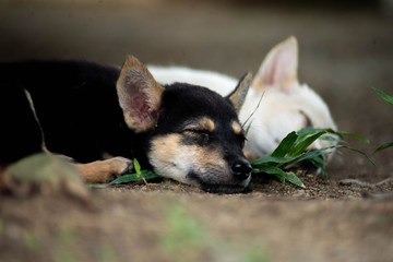 Sleeping puppy, portrait of a dog
