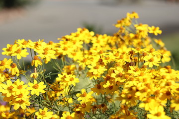 Vista de flores en el jardin