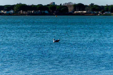 A close-up shot of a seagull floating in the bright blue water of a pond (Camargue natural park, Occitanie, France)