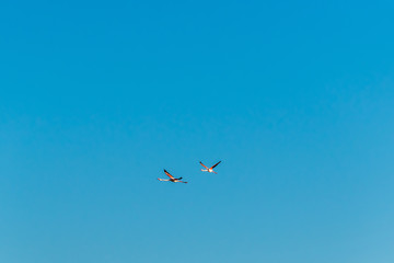 Fototapeta na wymiar A wide angle shot of two pink flamingos flying high in the clear blue sky in the French natural park of Camargue in the early evening (France, Occitanie)
