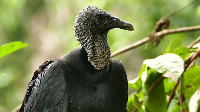 Macro closeup shot of black vulture turning around in jungle - HD