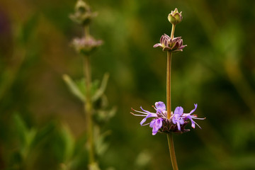 Sage Blossoms