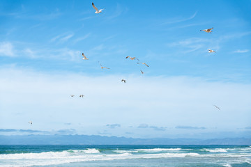 Fototapeta na wymiar Beautiful seascape and flock of birds flying over the sea. Ocean waves, and cloudy sky background