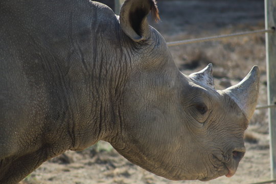 majestuoso rinoceronte 