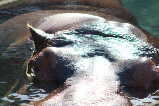 belleza y peligrosidad del hipopotamo