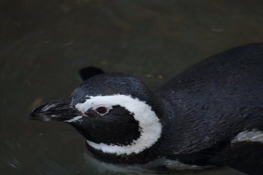 Pinguino refrescandose al nadar