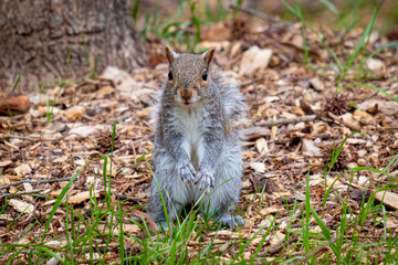 Eastern gray squirrel looks like someone ordered it to freeze. Good for a meme. North Carolina.