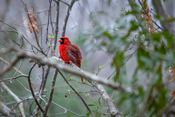 A bright red male cardinal fluffs out its feathers. Stark contrast with soft background.