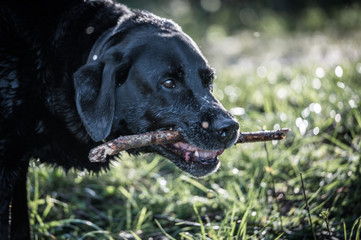 Schwarzer Labrador Hund