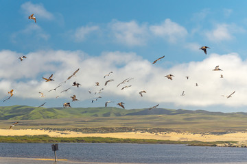Flock of birds in the sky. Flying seagulls and pelicans