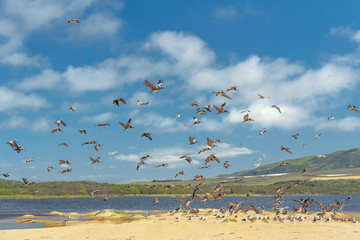 Flock of birds on the beach. Seagulls and brown pelicans. Guadalupe-Nipomo Dunes National Wildlife Reserve, California
