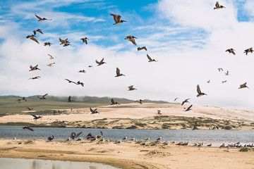 Flock of birds on the beach. Colony of seagulls and brown pelicans. Sand dunes and beautiful cloudy sky background