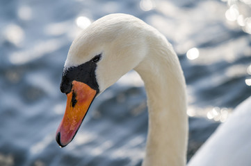 Obraz premium swan on the water, nice background blur 