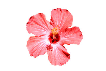 Hawaiian hibiscus flower isolated on white  