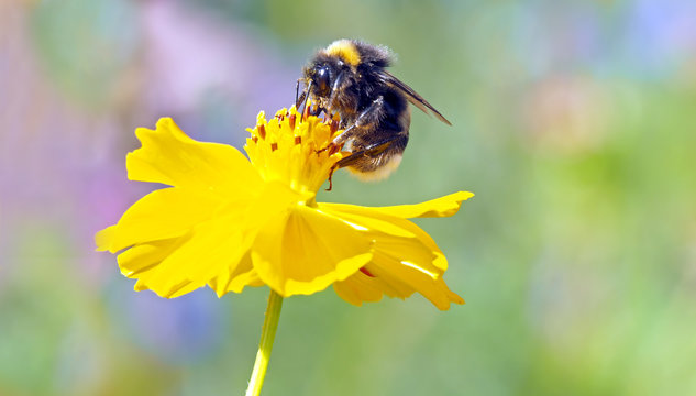 Close-up Of Bumblebee On Yellow Flower