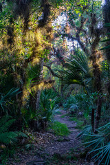 Hiking trail in Florida woods at Halpatiokee Regional Park, Stuart, Florida, USA	