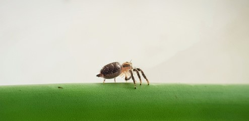 spider on the green leaf