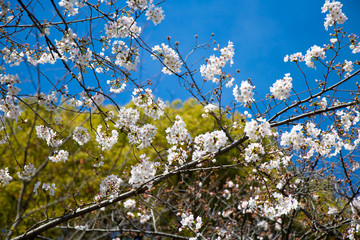 Close up of cherry blooms in full bloom with sunny sky in Tokyo, Japan